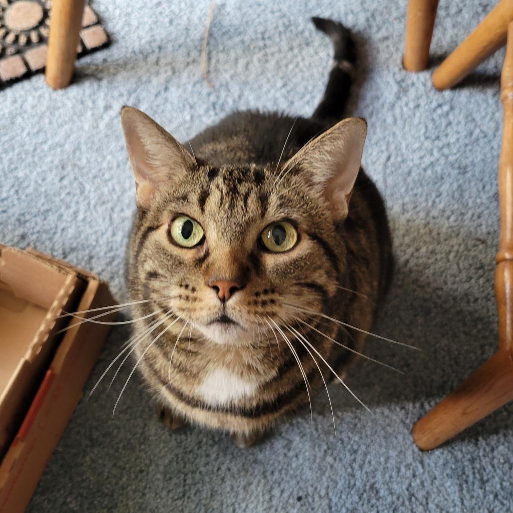 Milky Way Midnight, Adoptable, Senior Female Domestic Short Hair.