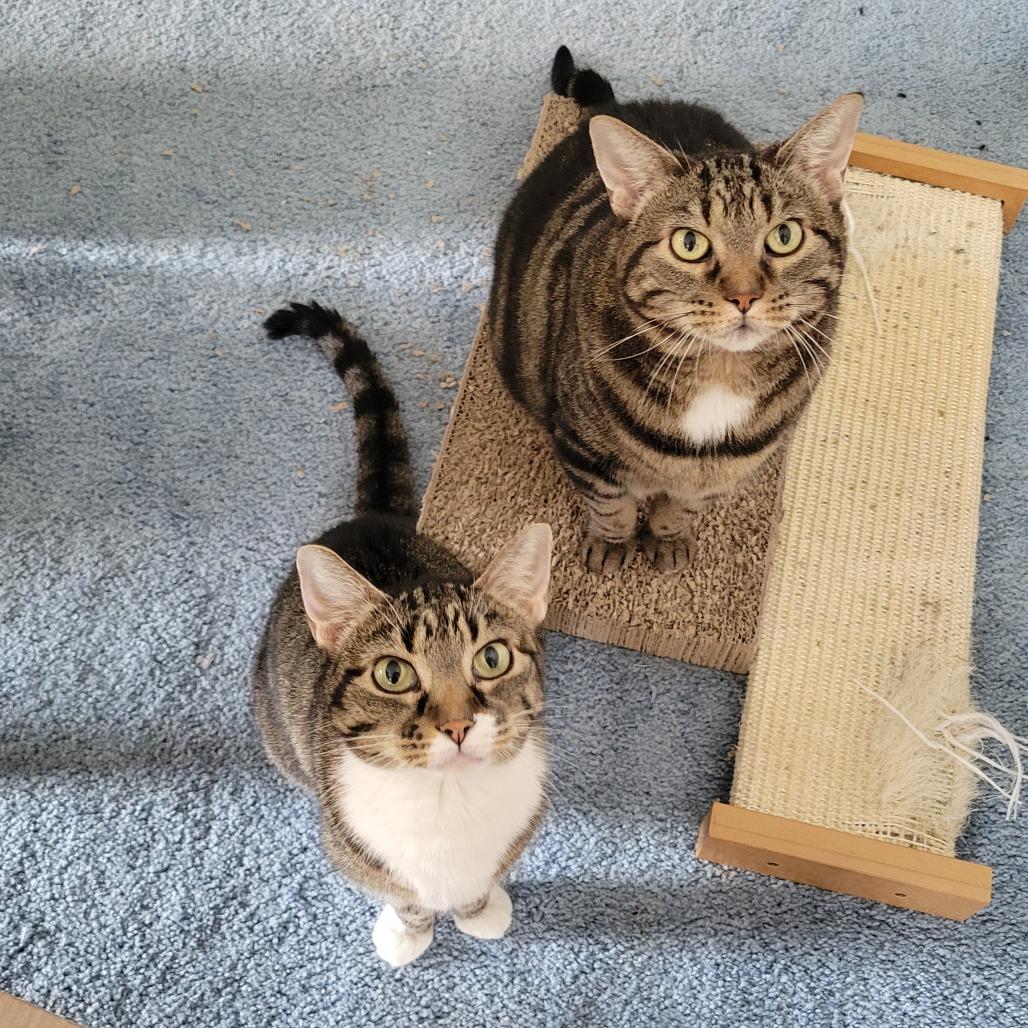 Enlarge Milky Way Midnight, a Adoptable Domestic Short Hair in Columbia, MO image 2/6