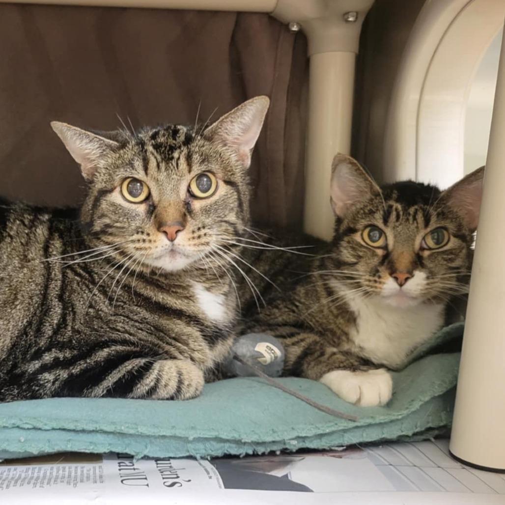 Enlarge Milky Way Midnight, a Adoptable Domestic Short Hair in Columbia, MO image 4/6