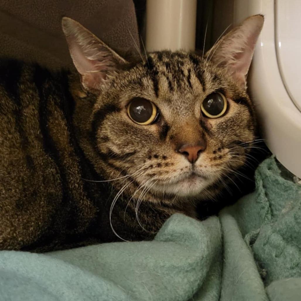 Enlarge Milky Way Midnight, a Adoptable Domestic Short Hair in Columbia, MO image 5/6