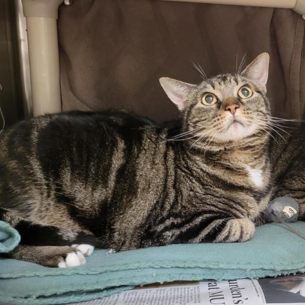 Enlarge Milky Way Midnight, a Adoptable Domestic Short Hair in Columbia, MO image 6/6