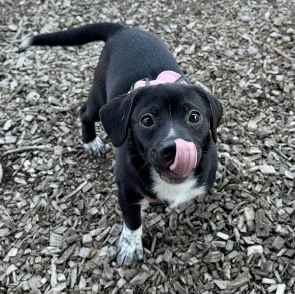 Enlarge Rapunzel (formerly Tavia), an adopted mixed breed in Washington, PA image 3/4