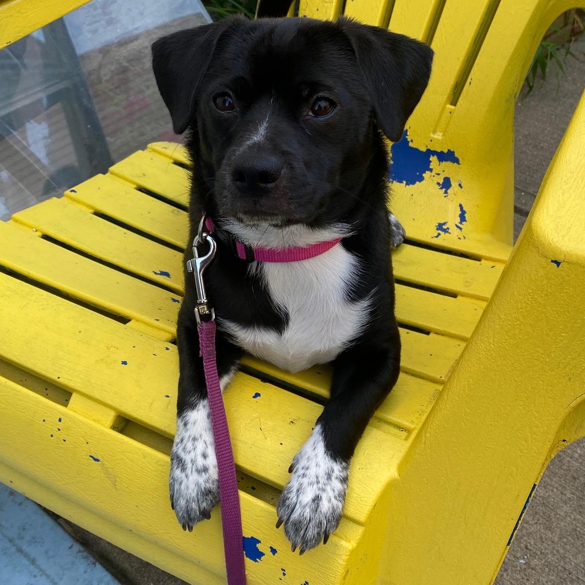 Enlarge Rapunzel (formerly Tavia), an adopted mixed breed in Washington, PA image 1/4