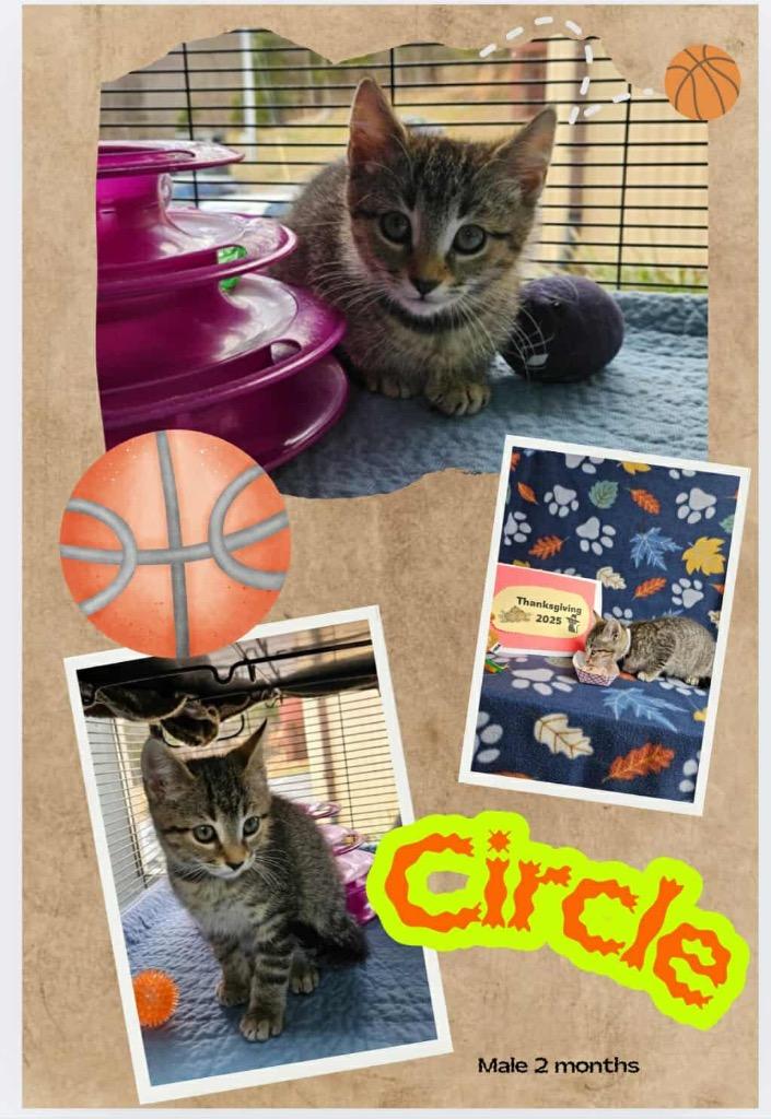 Circle, Adoptable, Kitten Male Domestic Short Hair.