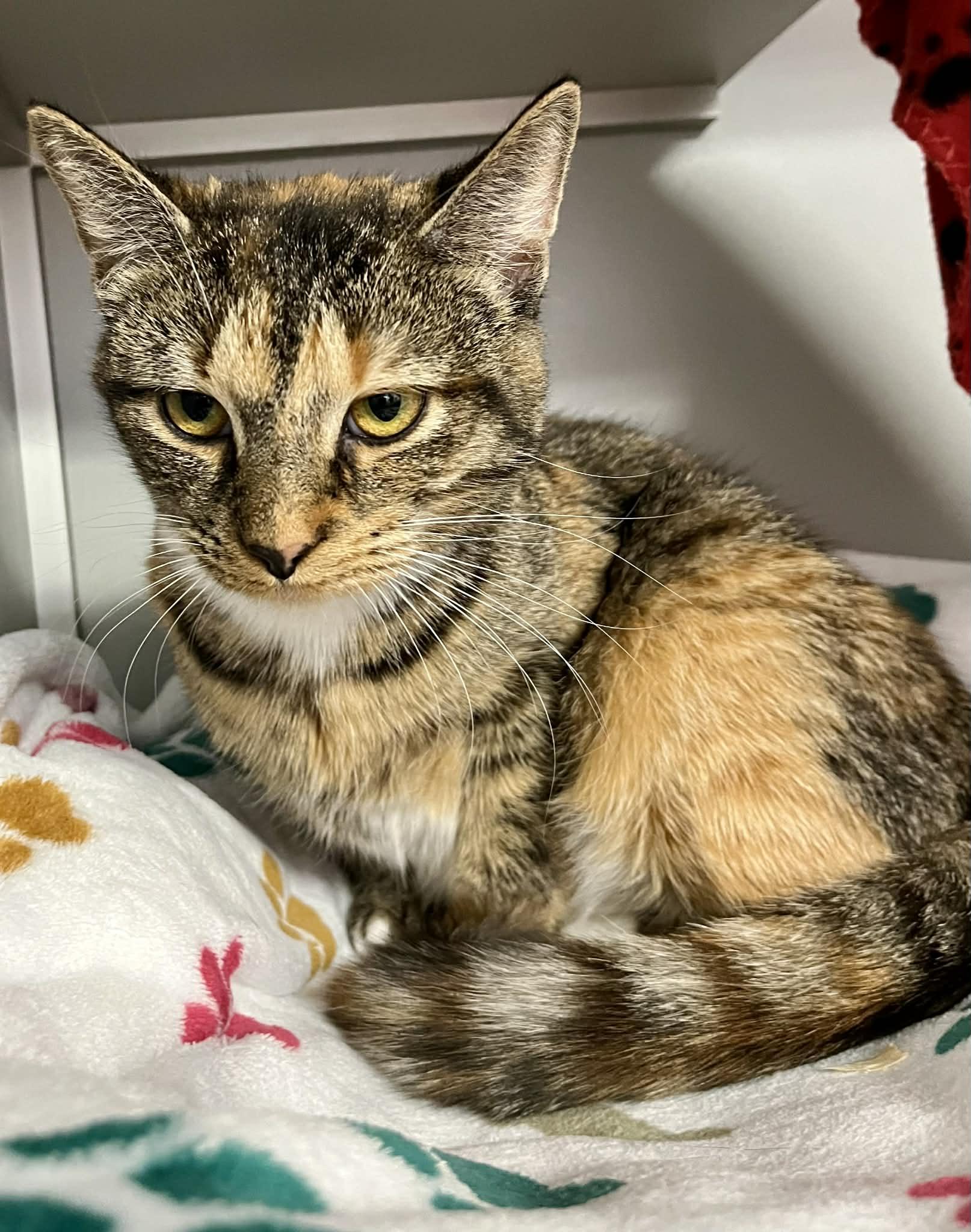 Enlarge Mitz, a Adoptable Domestic Short Hair in Moundsville, WV image 1/1