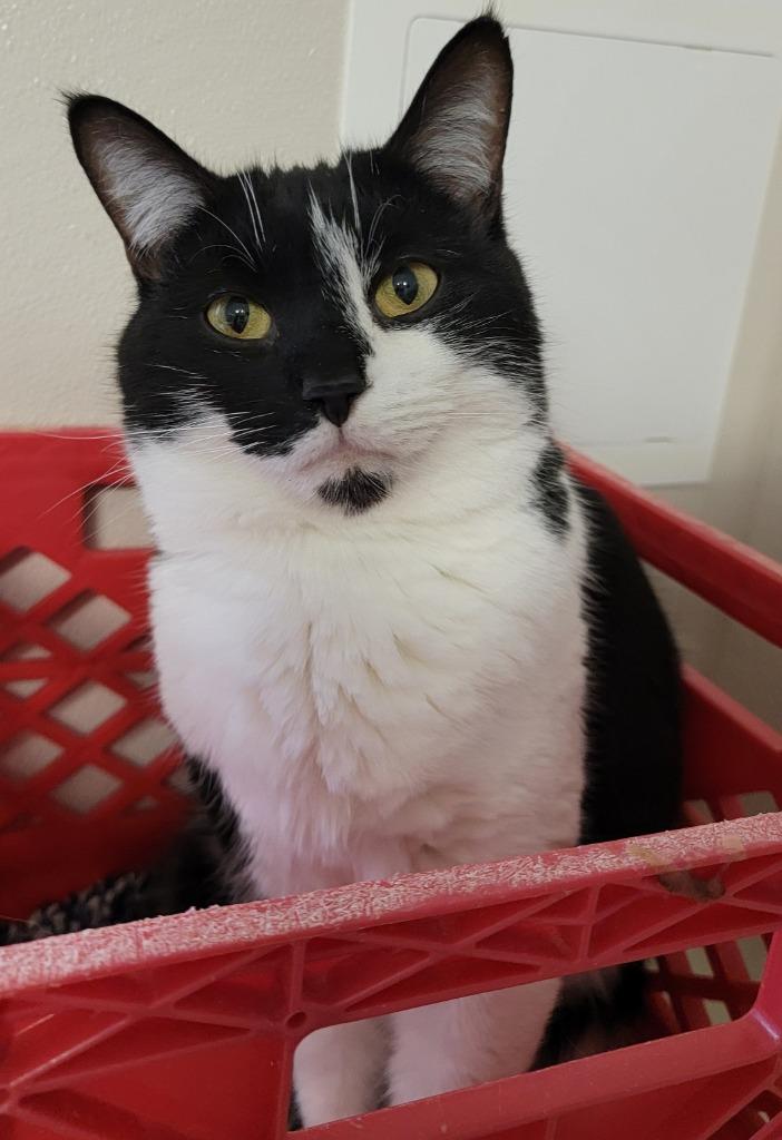 Pepper, Adoptable, Adult Male Domestic Short Hair.