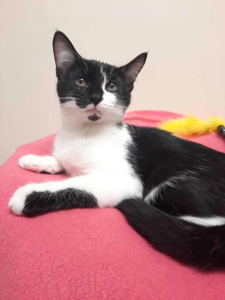 Pepper, a Adoptable mixed breed in Fremont, OH image 3/6