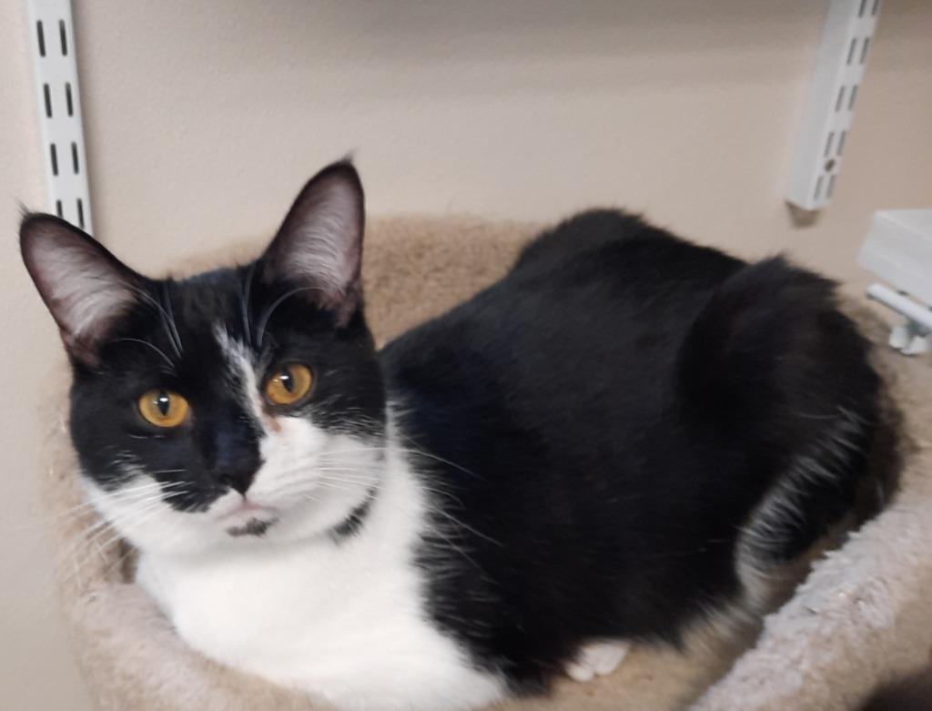 Pepper, a Adoptable mixed breed in Fremont, OH image 4/6