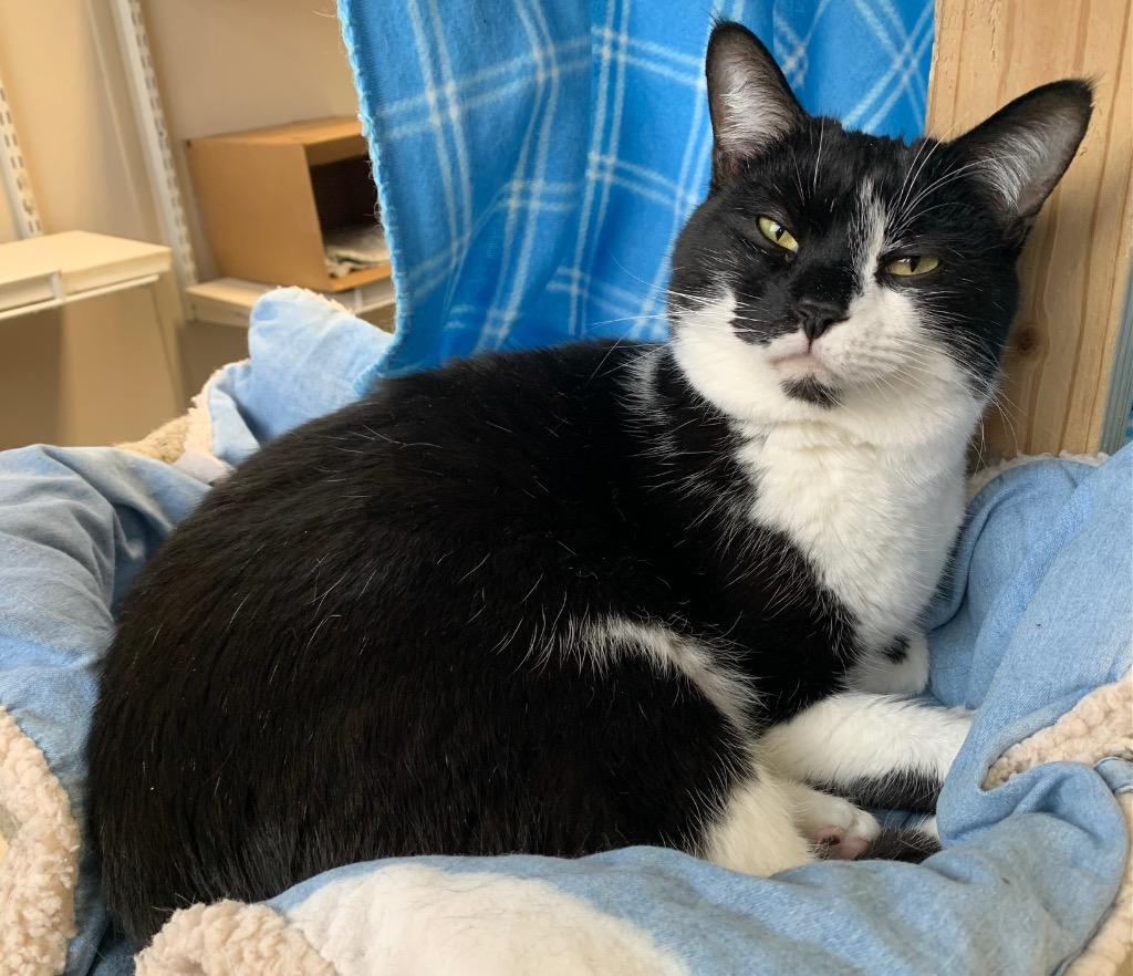 Pepper, a Adoptable mixed breed in Fremont, OH image 5/6