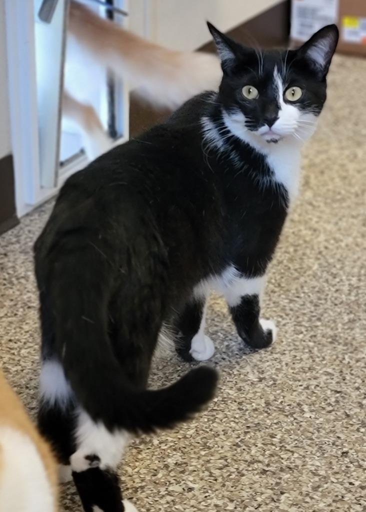 Pepper, a Adoptable mixed breed in Fremont, OH image 6/6