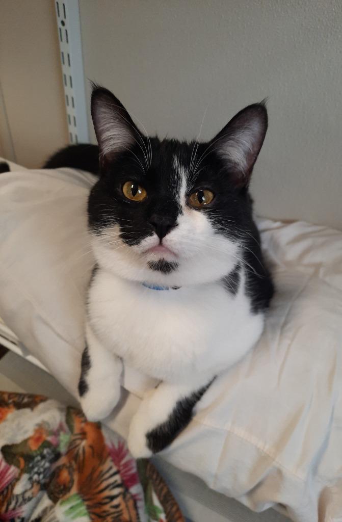 Pepper, a Adoptable mixed breed in Fremont, OH image 5/6