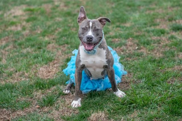 Enlarge ELSIE, a Adoptable mixed breed in York, SC image 1/1