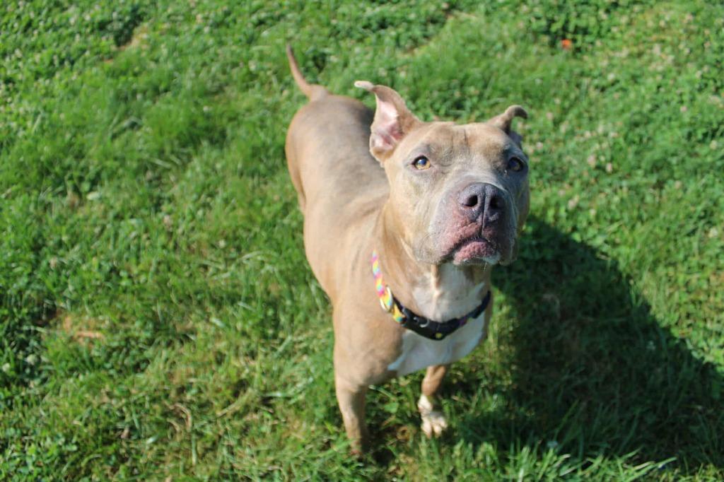 Enlarge Simone, a Adoptable mixed breed in Angola, IN image 1/1