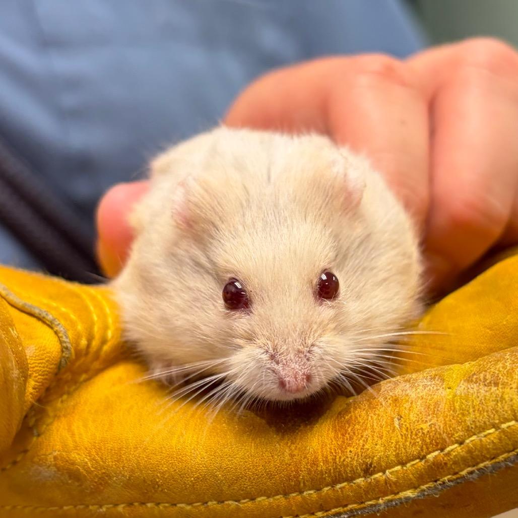 Pickles, Adoptable, Baby Male Dwarf Hamster.