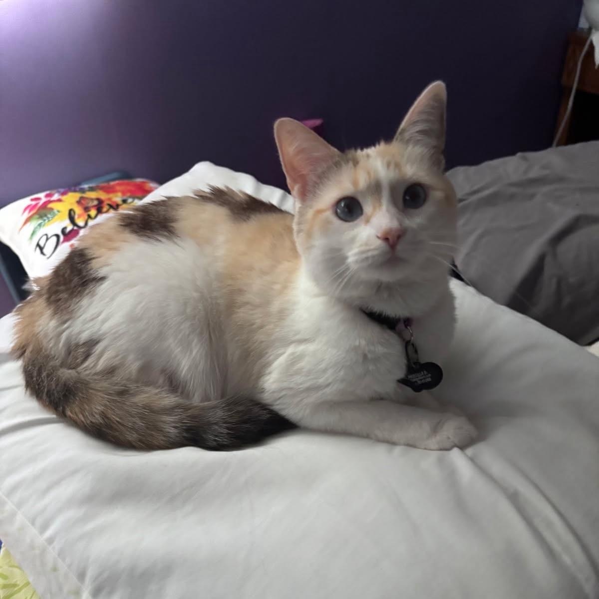 Priscilla, Adoptable, Adult Female Domestic Short Hair & Siamese.