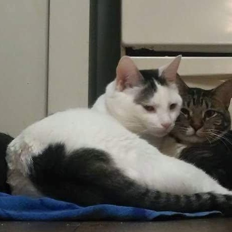 Enlarge Link, an adoptable Domestic Short Hair in Nashville, TN image 4/6