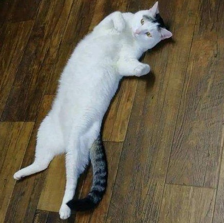 Enlarge Link, an adoptable Domestic Short Hair in Nashville, TN image 2/6