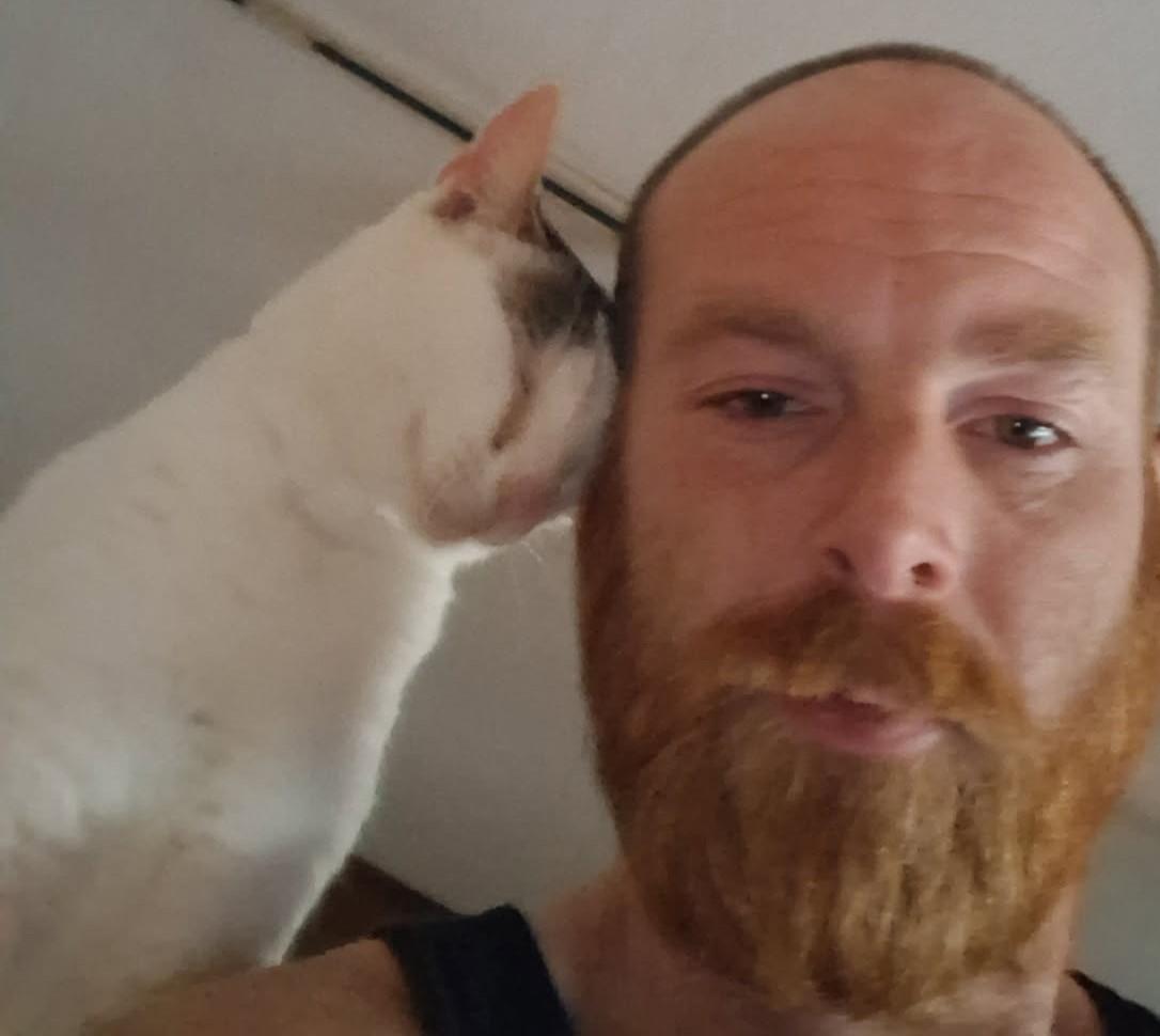 Enlarge Link, an adoptable Domestic Short Hair in Nashville, TN image 3/6