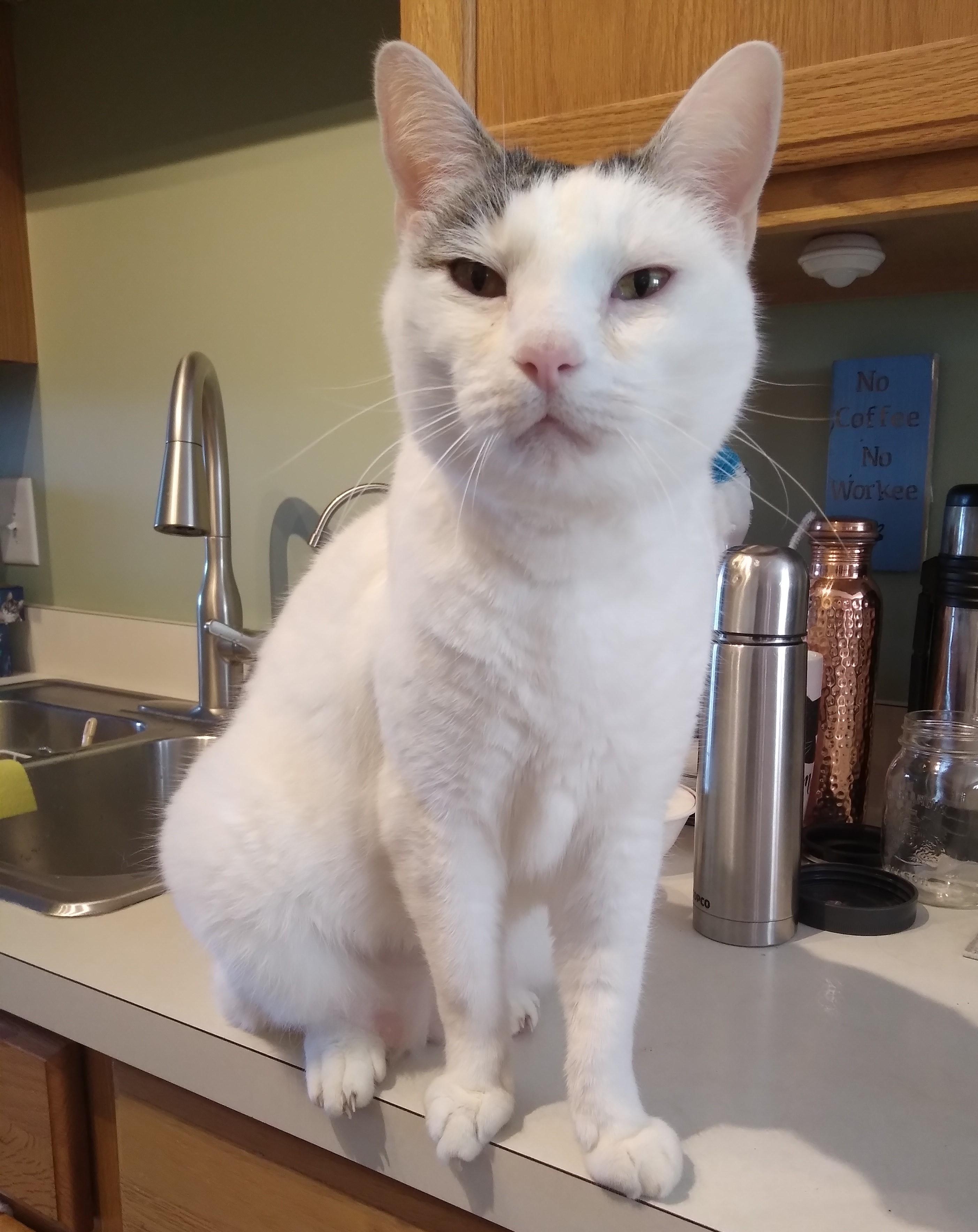 Link, adoptable, Senior Male Domestic Short Hair.