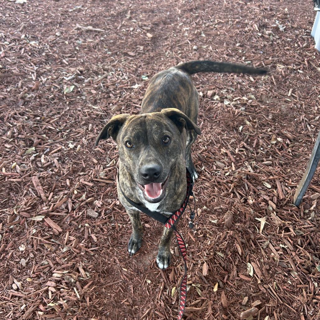 Enlarge Willy, a Adoptable Mixed Breed in Bronson, FL image 1/3