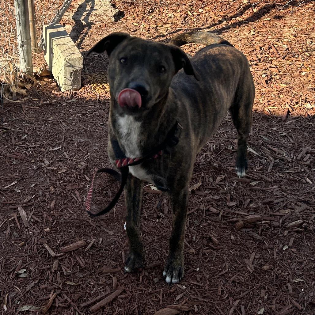 Enlarge Willy, a Adoptable Mixed Breed in Bronson, FL image 2/3