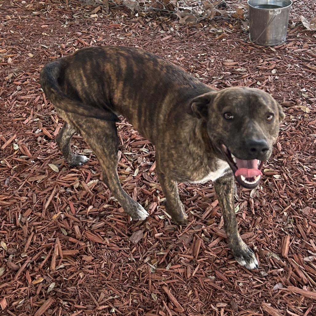 Enlarge Willy, a Adoptable Mixed Breed in Bronson, FL image 3/3