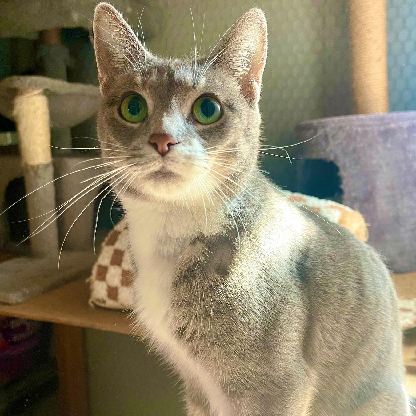 Enlarge Figgy Pudding, a Adoptable Domestic Short Hair in Racine, WI image 1/1