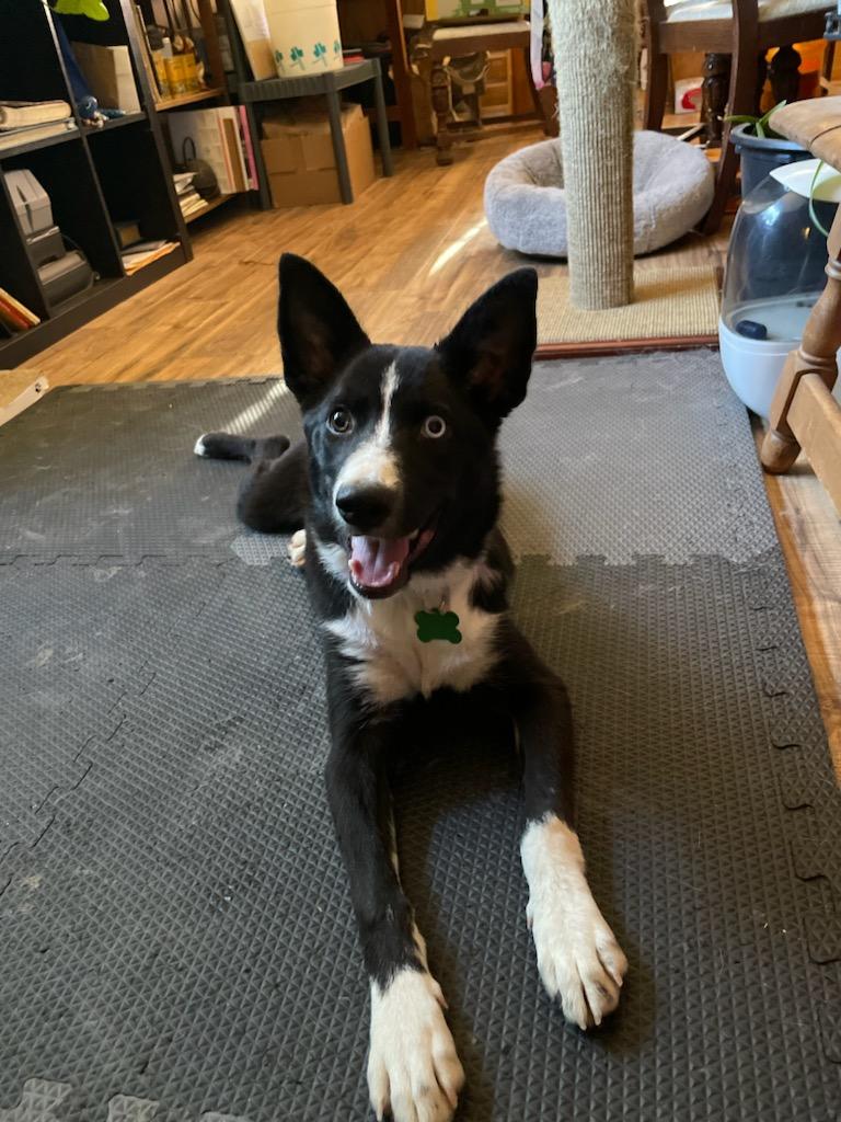 Portia