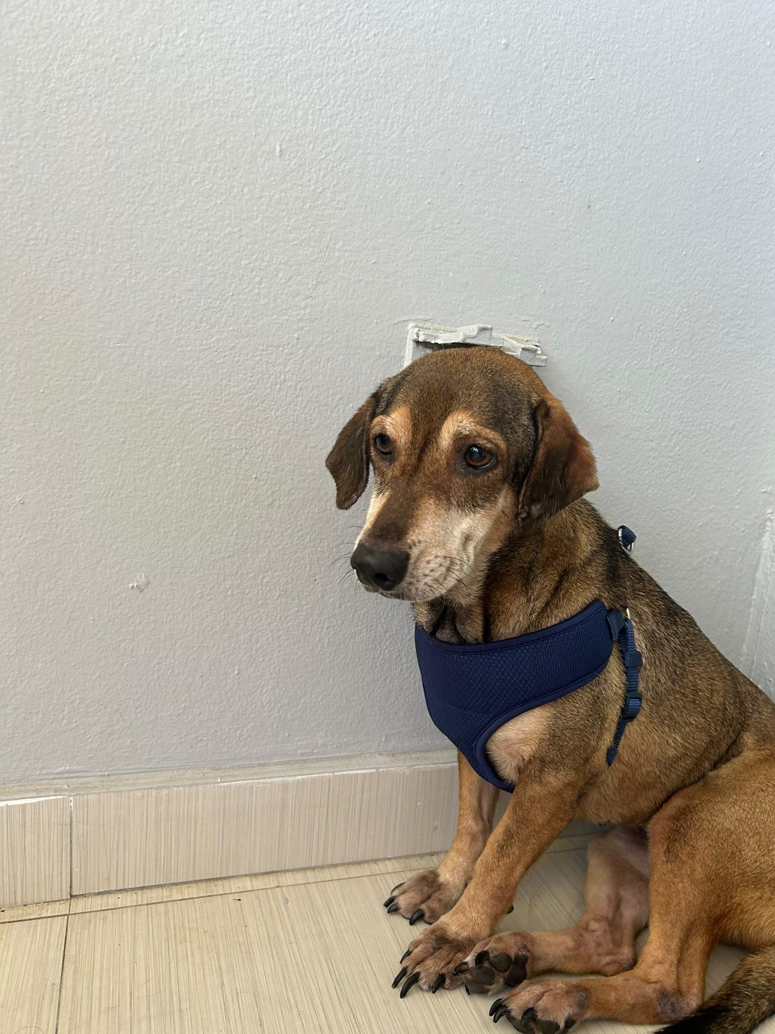 Enlarge Tania - The Timid Velcro Pup, a Adoptable mixed breed in MANHASSET, NY image 5/6