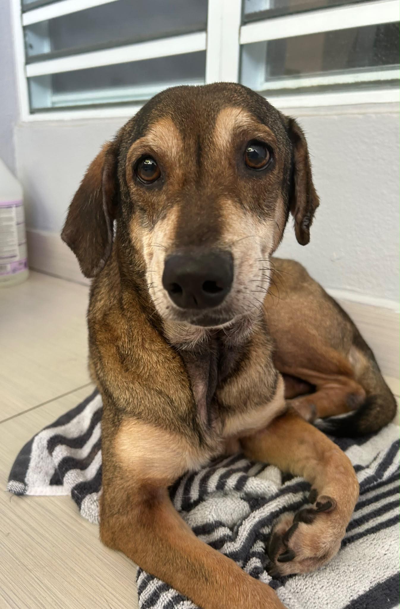 Enlarge Tania - The Timid Velcro Pup, a Adoptable mixed breed in MANHASSET, NY image 2/6