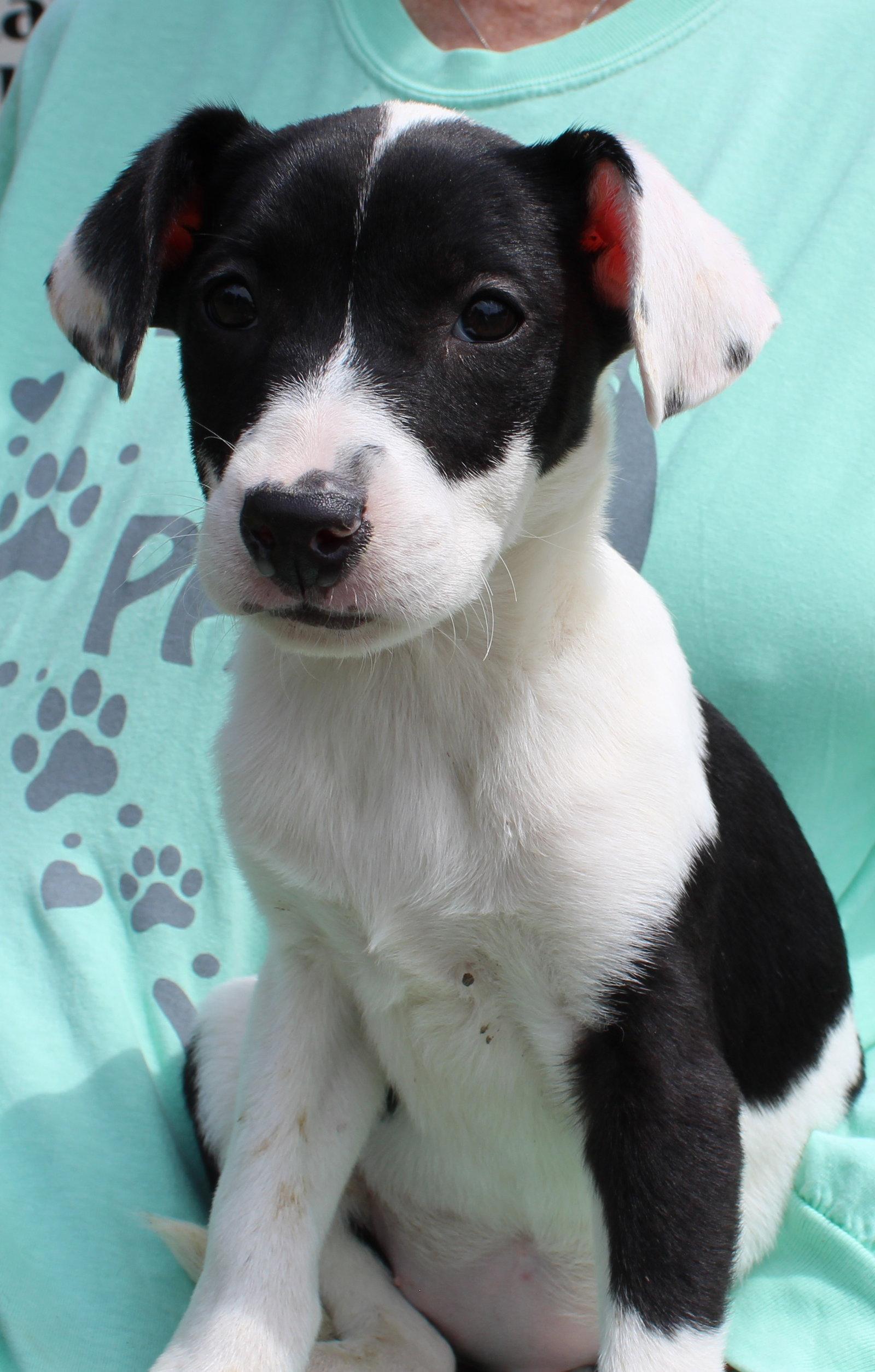 Violet 43313, Adoptable, Puppy Female Labrador Retriever & Catahoula Leopard Dog.