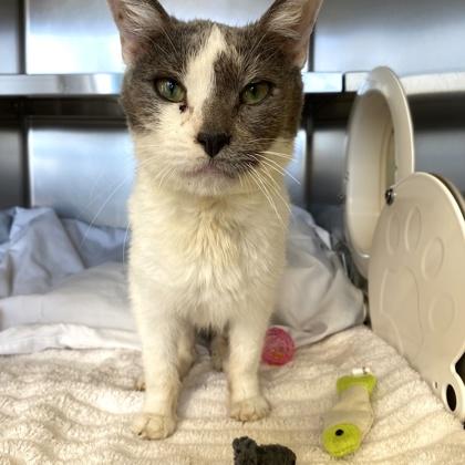 Honey, Adoptable, Adult Female Domestic Short Hair.