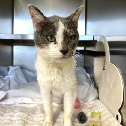 Enlarge Honey, a Adoptable mixed breed in Richmond, VA image 4/6