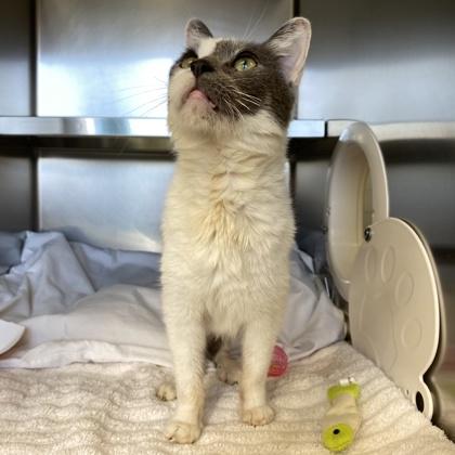 Enlarge Honey, a Adoptable mixed breed in Richmond, VA image 6/6