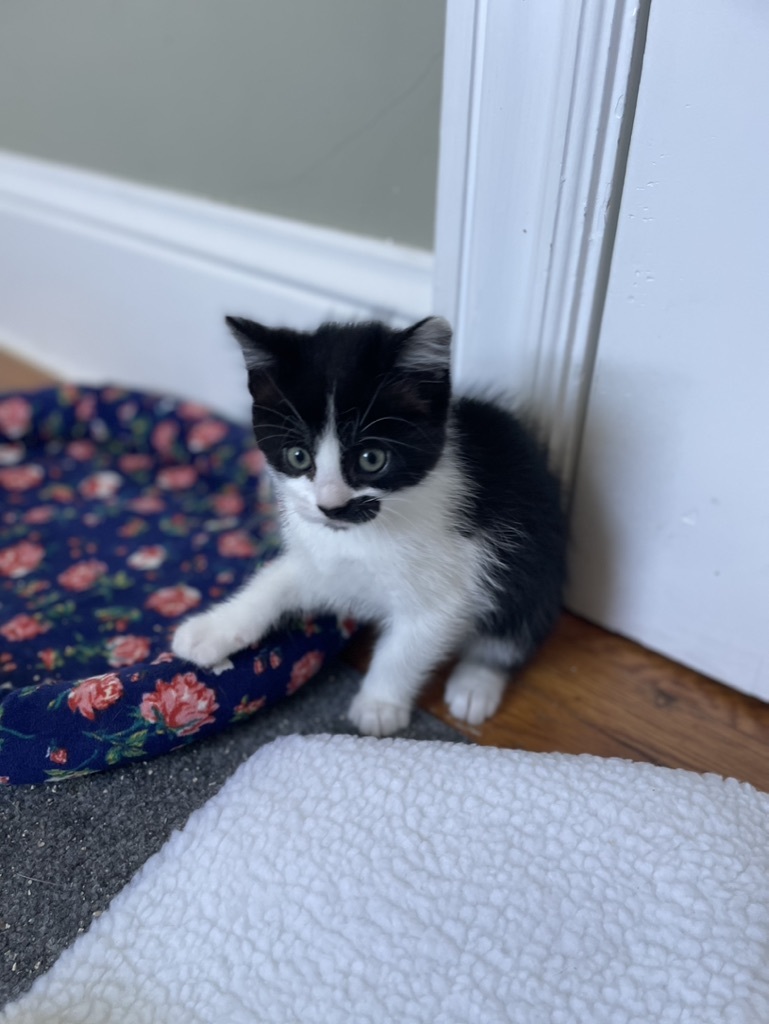 Duke, Adopted, Kitten Male Tuxedo.