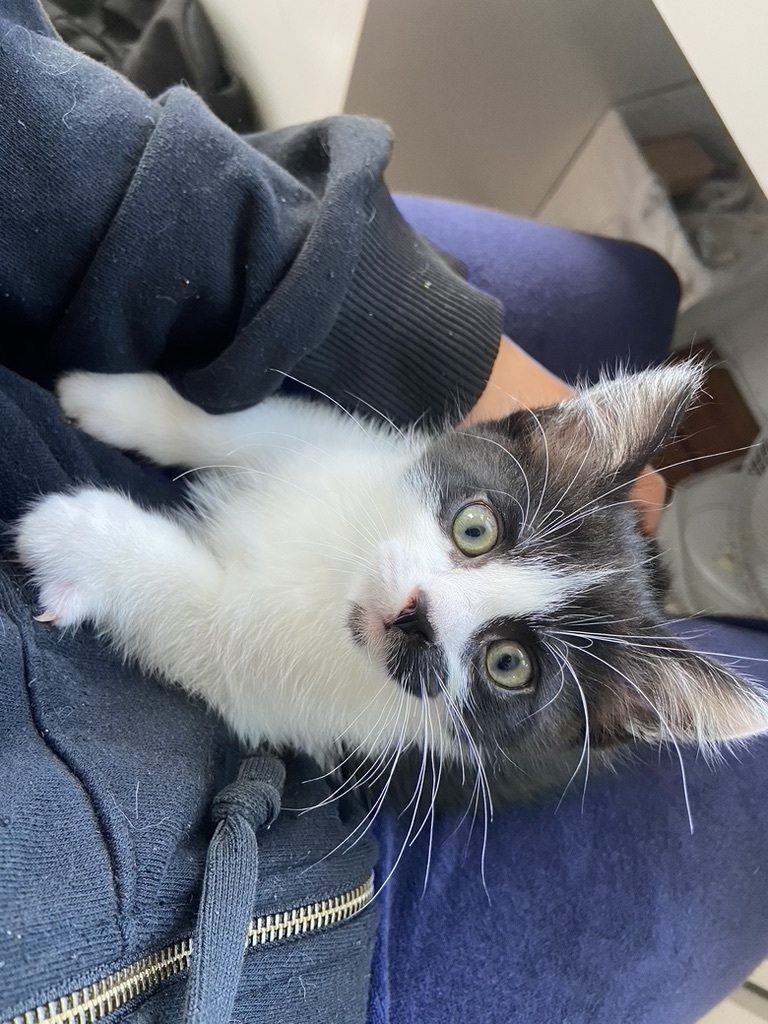 Enlarge Duke, a Adopted Tuxedo in San Francisco, CA image 2/5