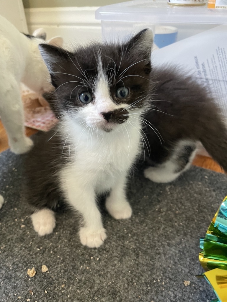 Enlarge Duke, a Adopted Tuxedo in San Francisco, CA image 3/5