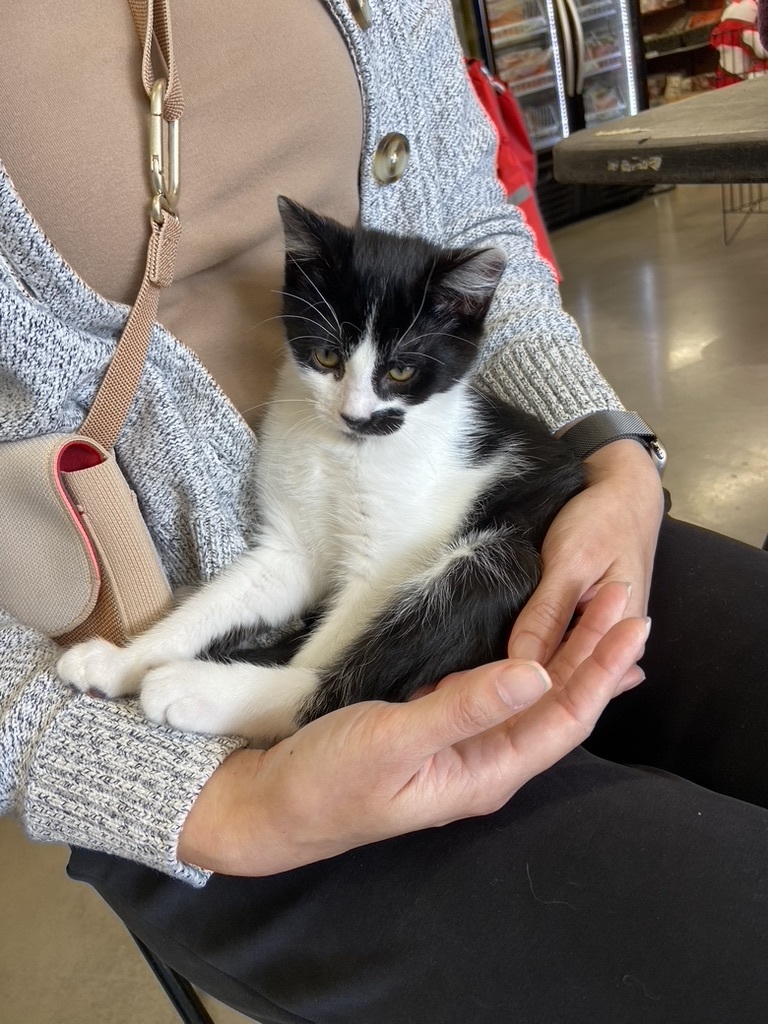 Enlarge Duke, a Adopted Tuxedo in San Francisco, CA image 5/5