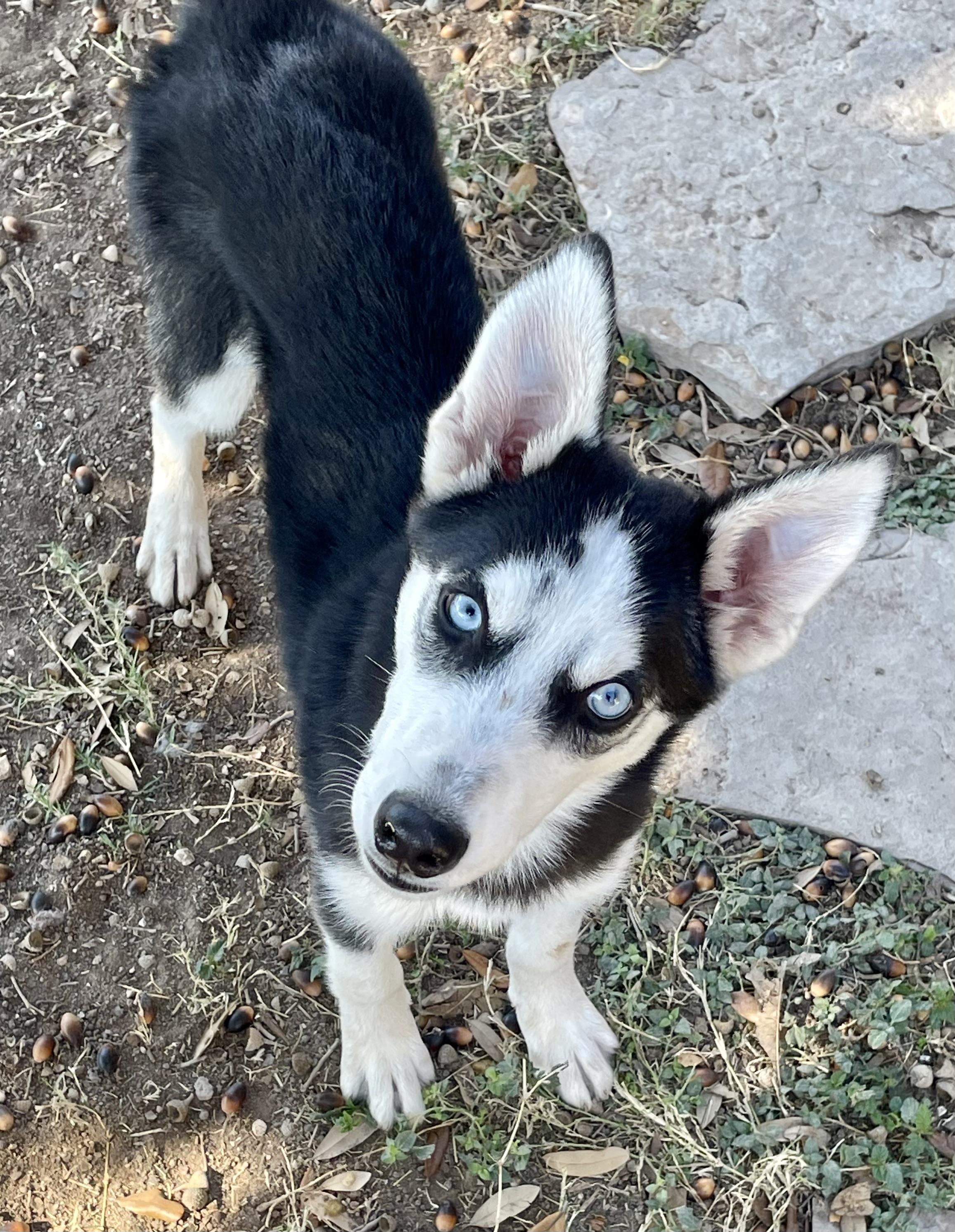 Enlarge Katrina, a Adoptable Siberian Husky in Manchester, NH image 4/5