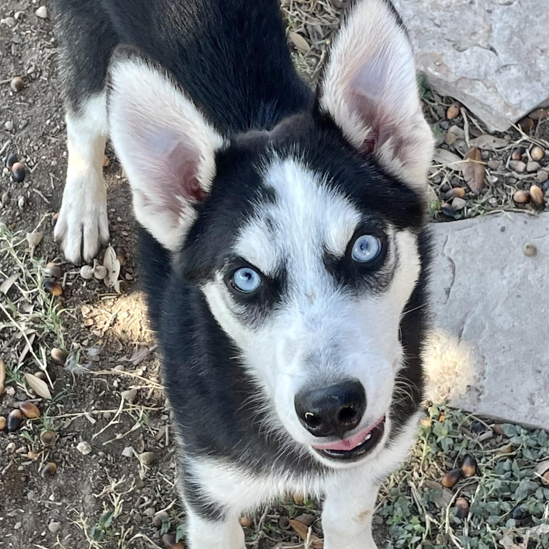 Katrina, Adoptable, Young Female Siberian Husky.