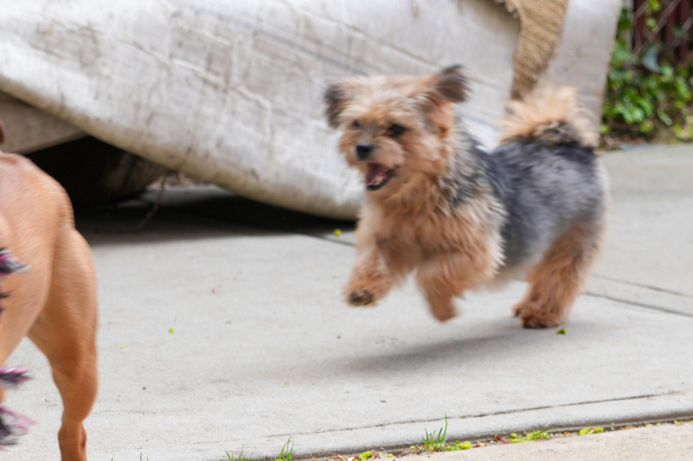 Cookie - Snuggling Love Bug - Outdoor Playful, a Adoptable mixed breed in Queens Village, NY image 3/4