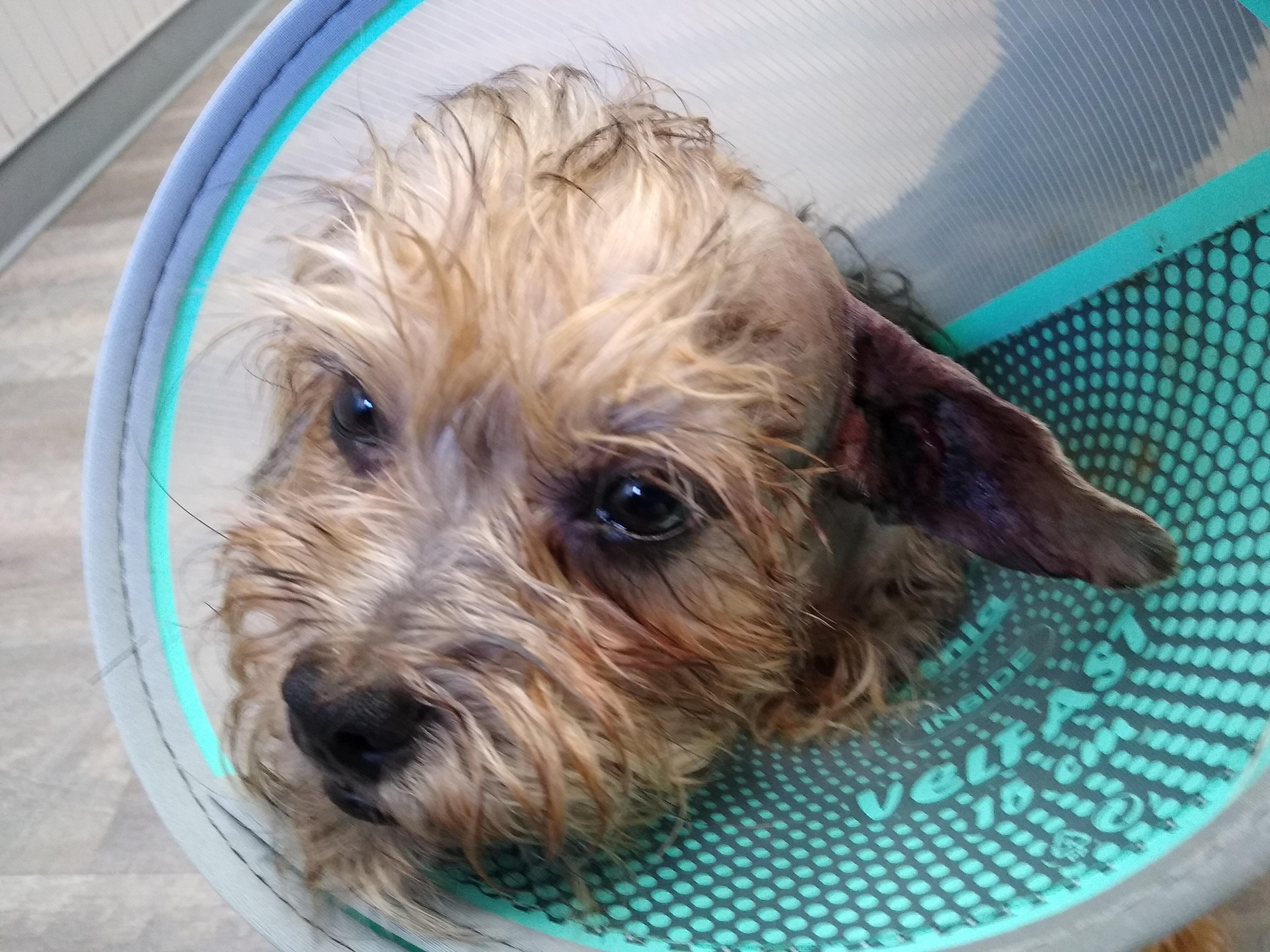 Cookie - Snuggling Love Bug - Outdoor Playful, a Adoptable mixed breed in Queens Village, NY image 4/4