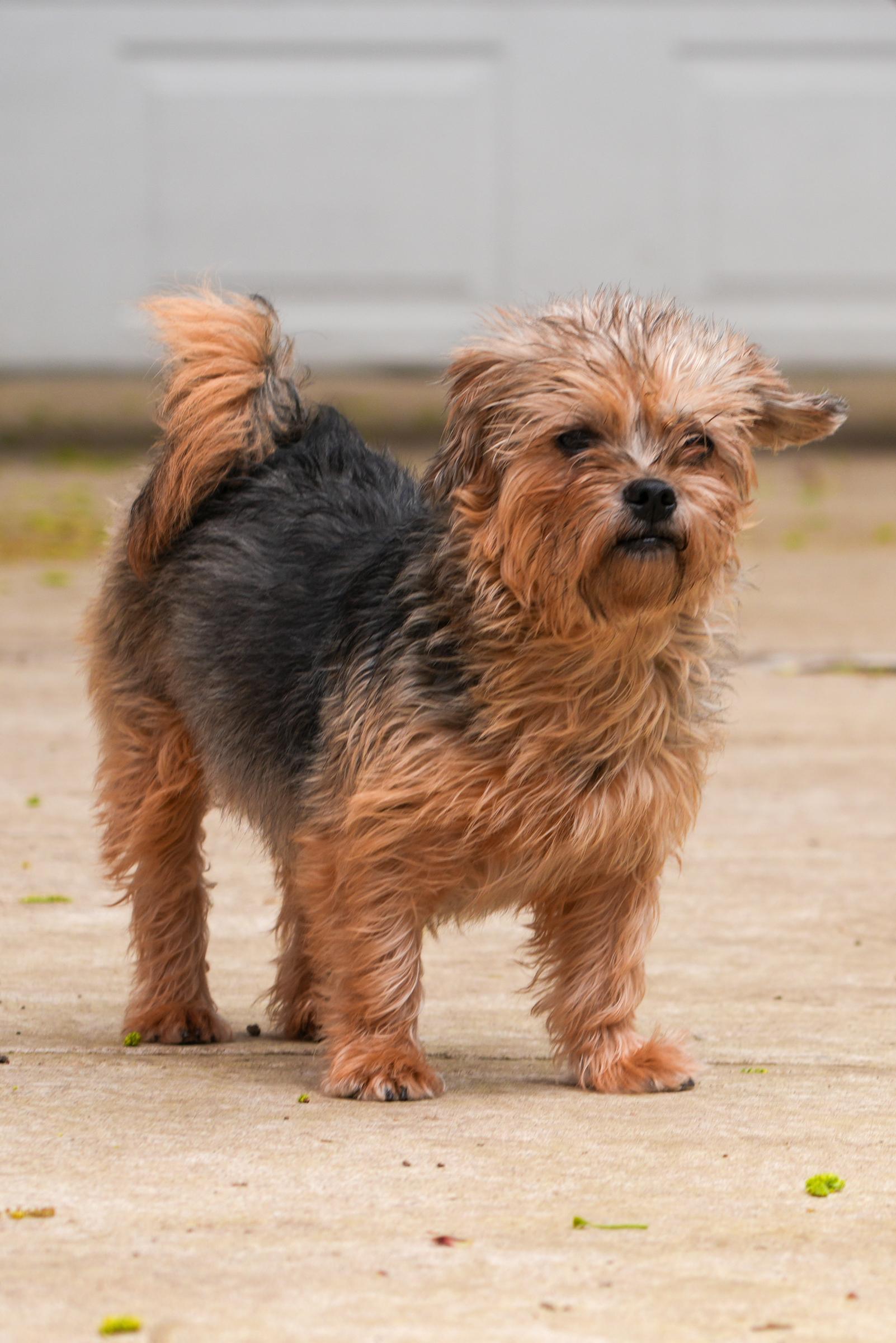 Cookie - Snuggling Love Bug - Outdoor Playful, Adoptable, Adult Female Yorkshire Terrier.