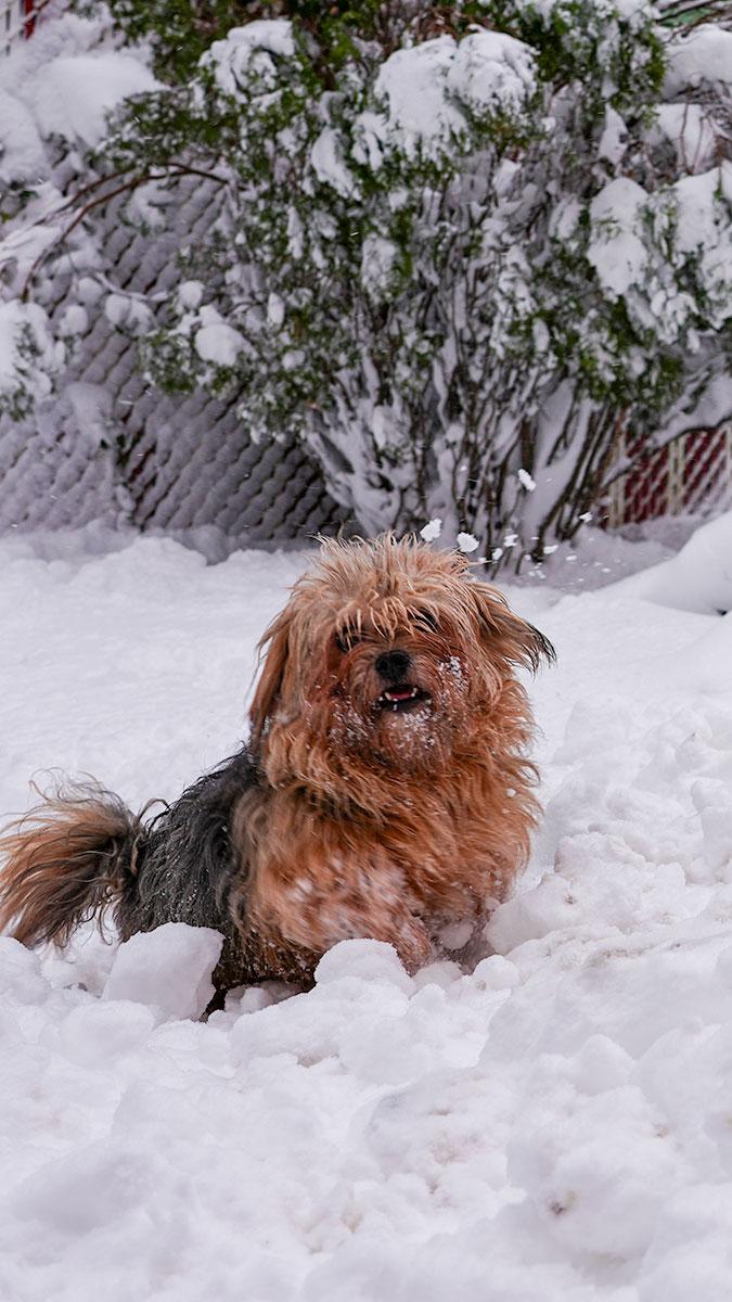 Cookie - Snuggling Love Bug - Outdoor Playful, a Adoptable mixed breed in Queens Village, NY image 2/4
