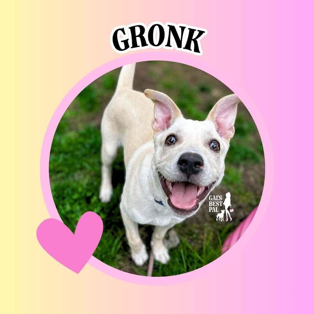 Enlarge Gronk, a Adoptable mixed breed in Saugus, MA image 1/5