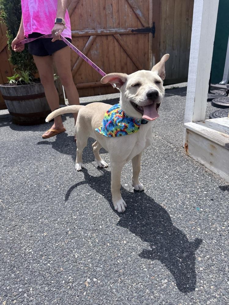 Enlarge Gronk, a Adoptable mixed breed in Saugus, MA image 2/5