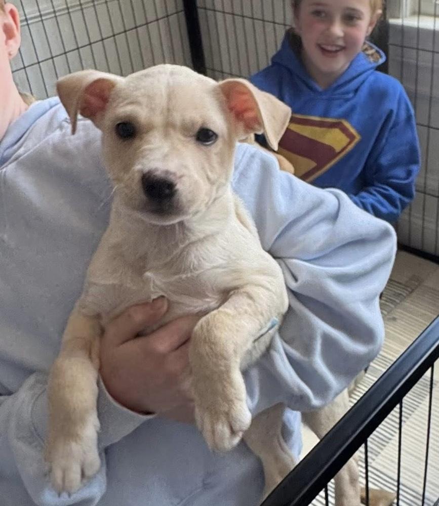 Gronk, Adoptable, Puppy Male Terrier & Mixed Breed.