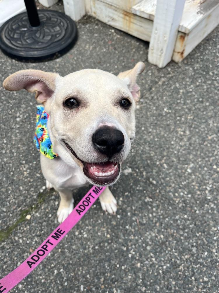 Enlarge Gronk, a Adoptable mixed breed in Saugus, MA image 3/5
