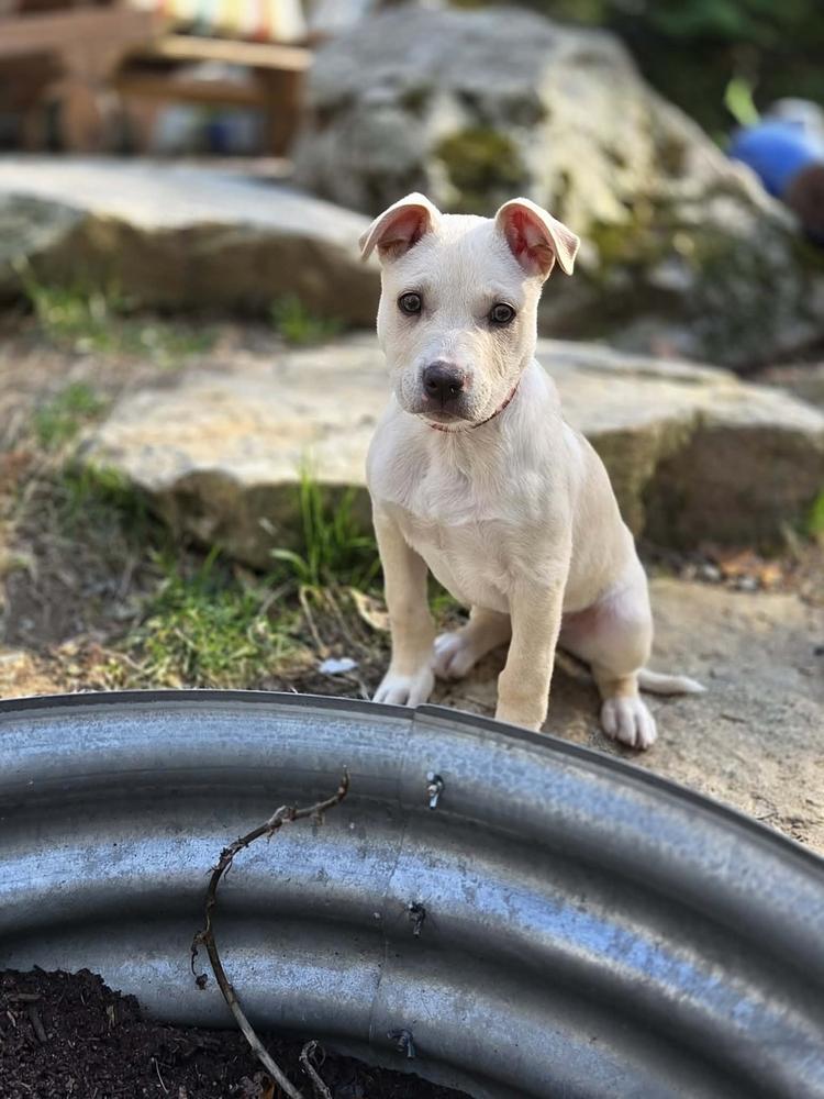 Gronk, a Adoptable mixed breed in Saugus, MA image 3/4