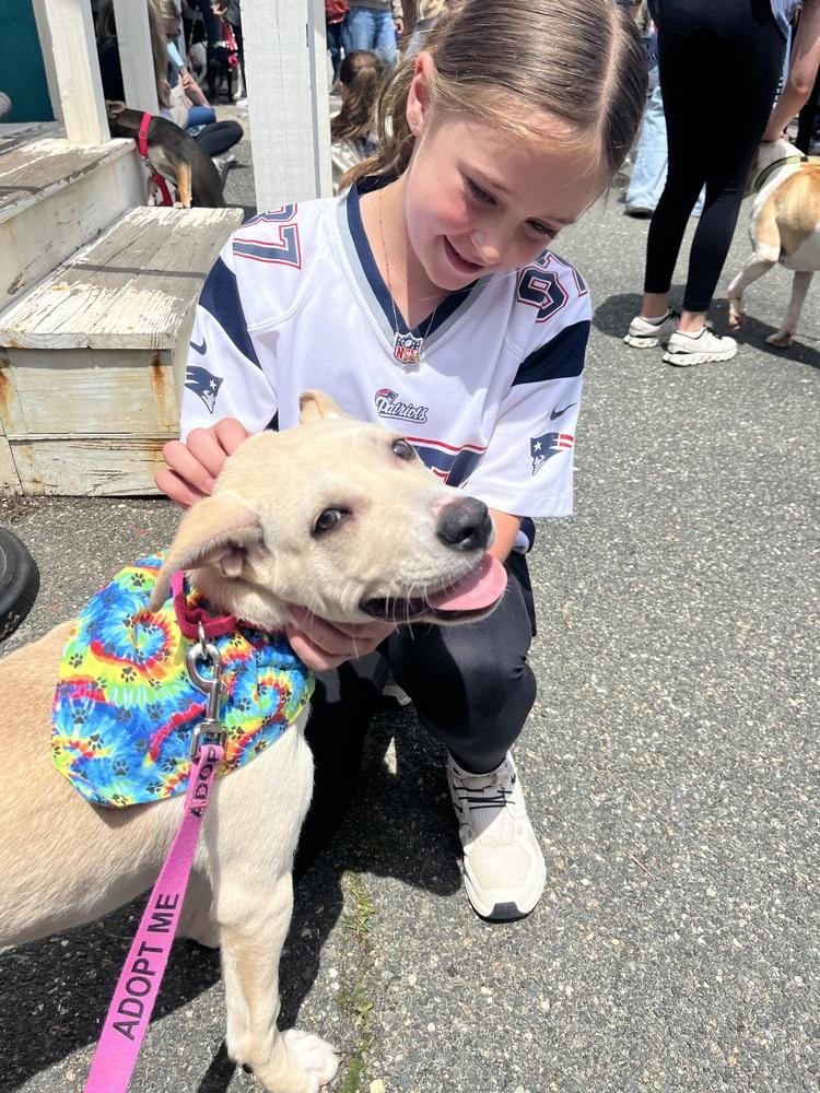 Enlarge Gronk, a Adoptable mixed breed in Saugus, MA image 4/5